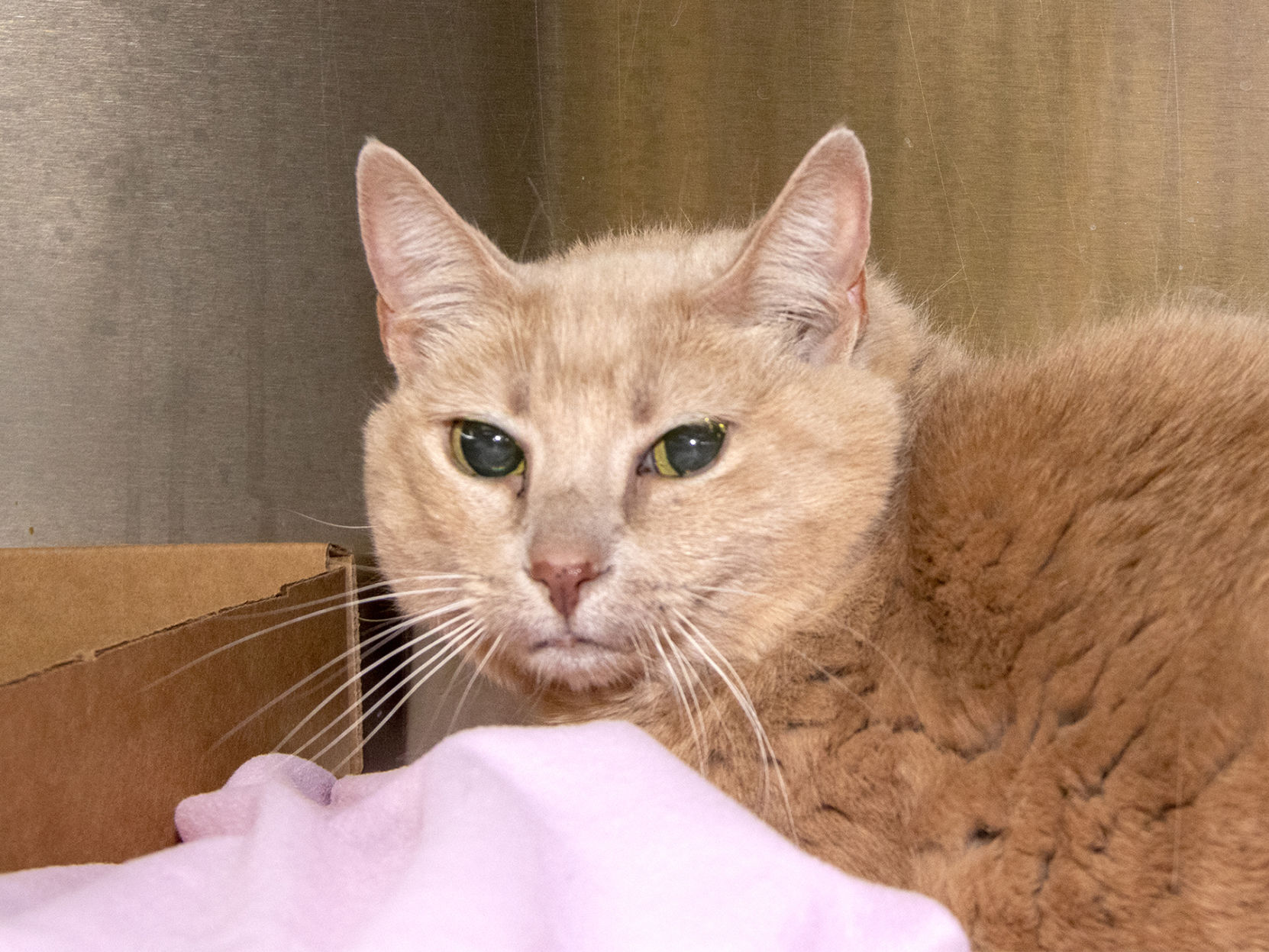 Pet of the Week: Scout